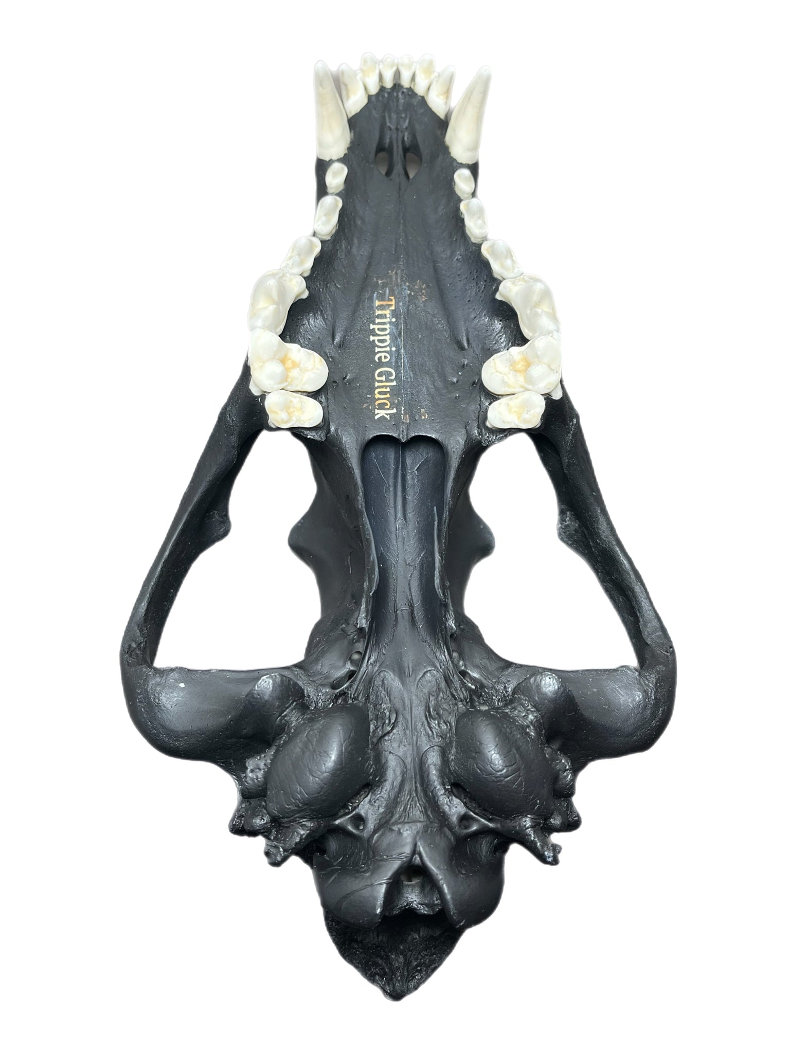 Wolf Scull
