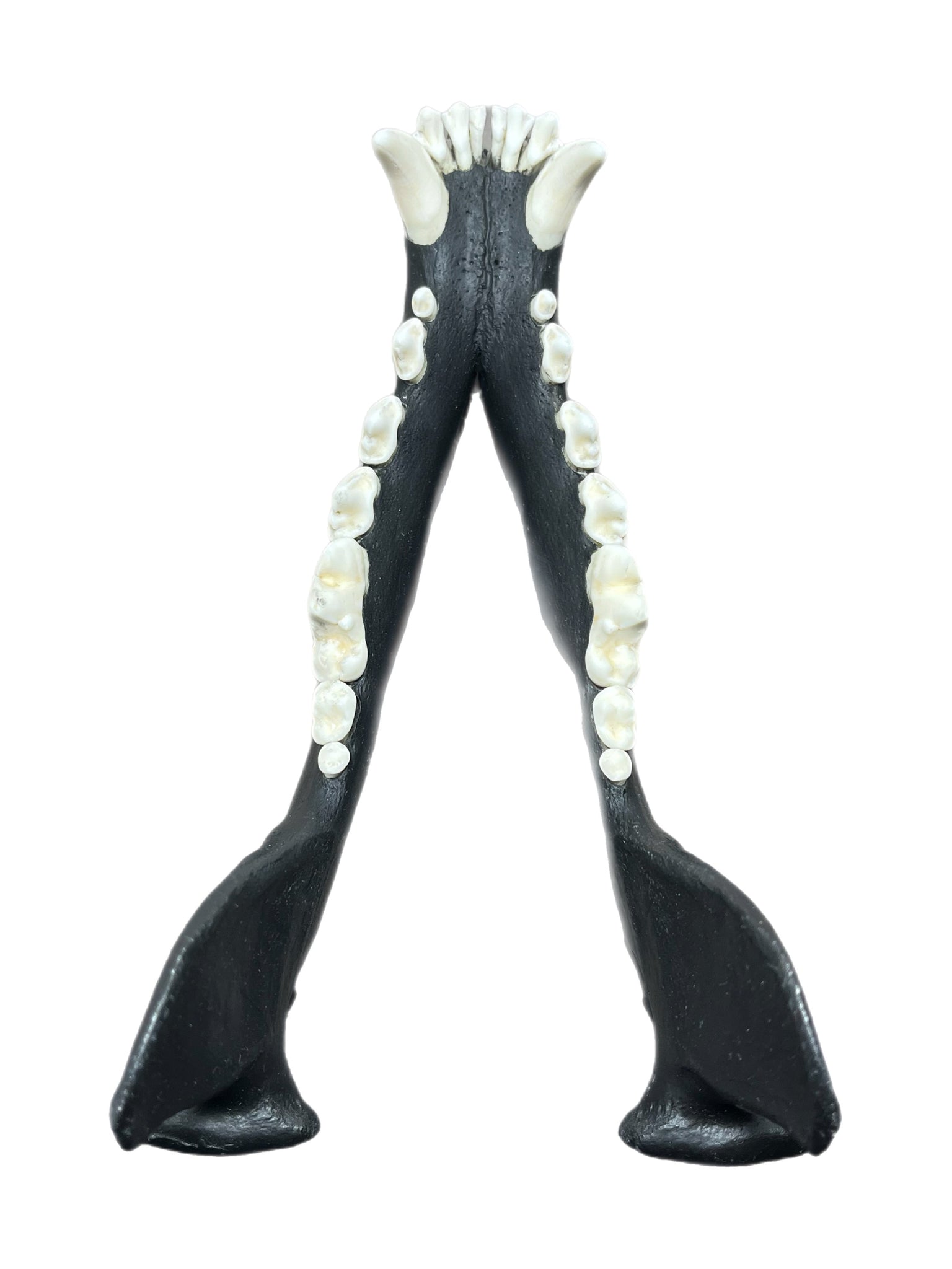 Wolf Scull