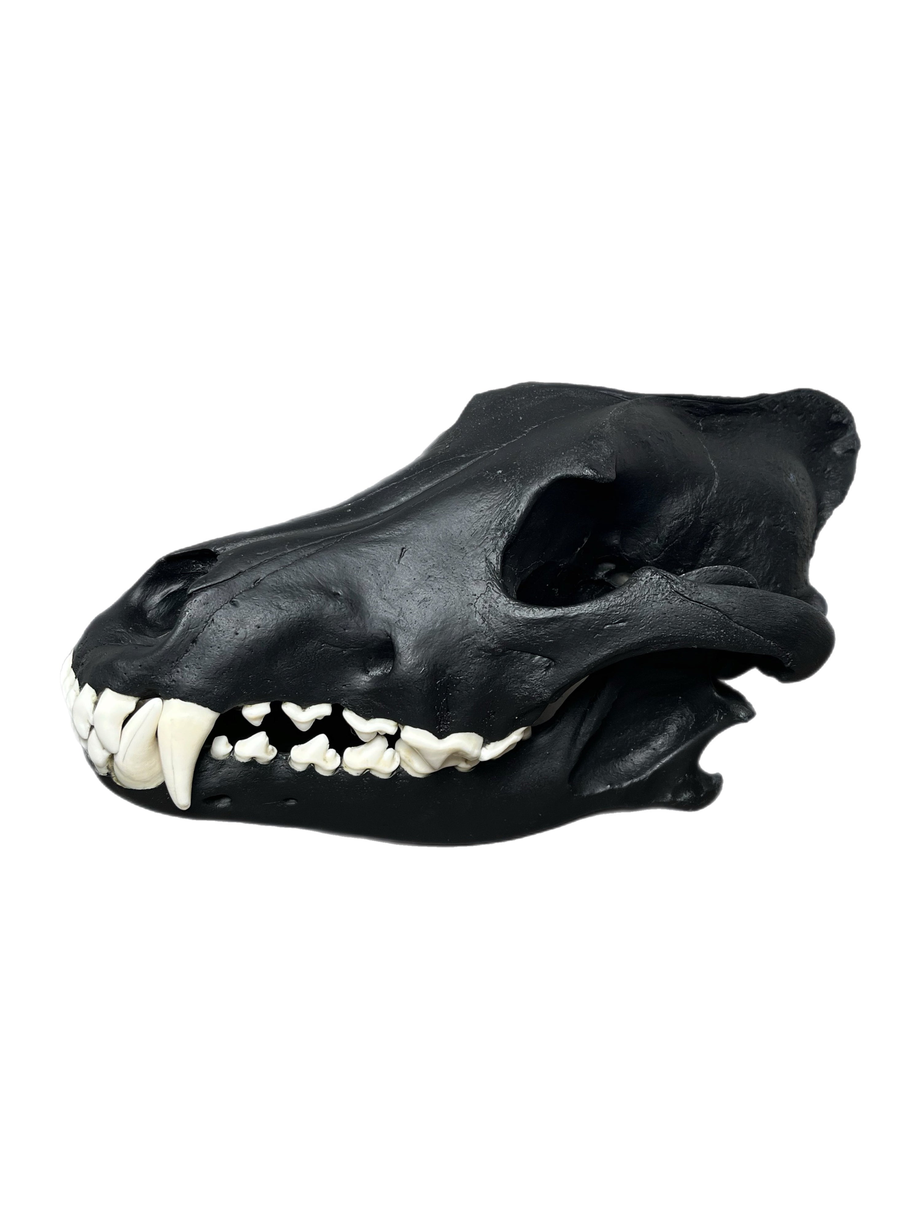 Wolf Scull
