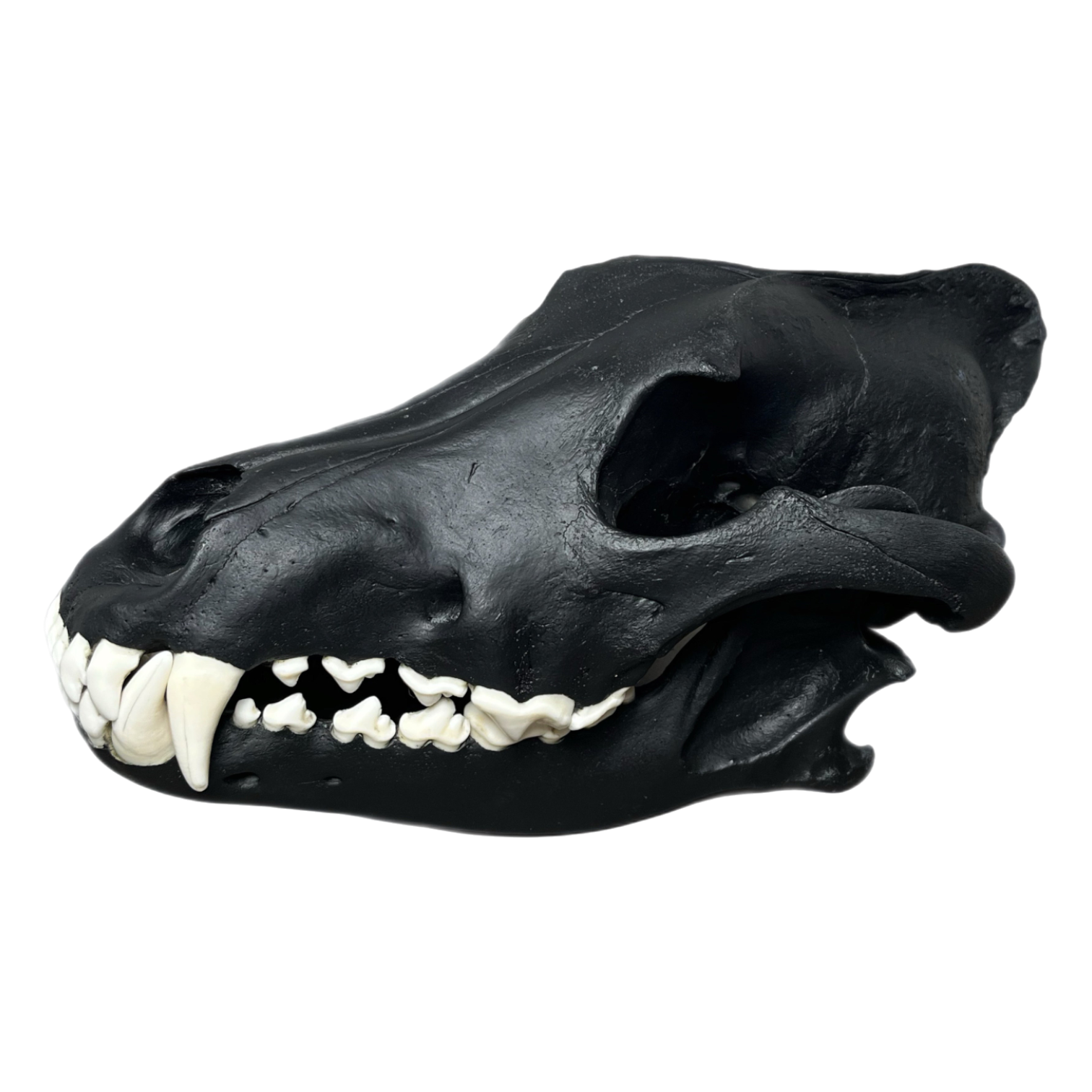 Wolf Scull